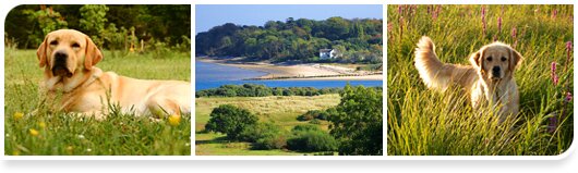 Isle of Wight Dog Friendly Holidays